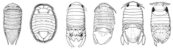 male sphaeromatid isopods of South Carolina